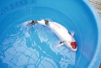 TanchoShowa76.JPG