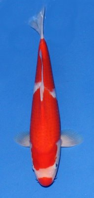 Kohaku.jpg