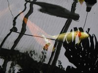 manikoi002.jpg