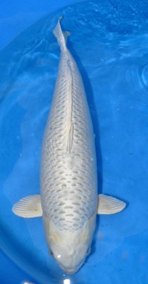 VHQ mukashi ogon web.JPG