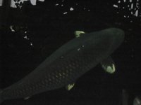 manikoi011.jpg