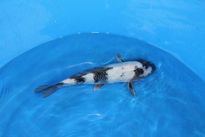 IMG_2788.JPG
