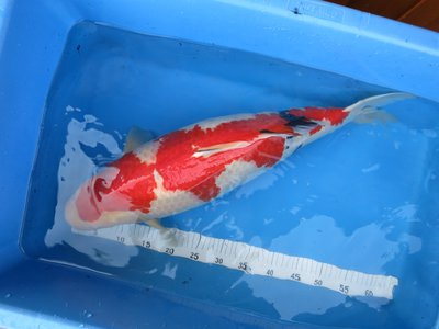 tn_Torazo Sanke 65 cm (1).JPG
