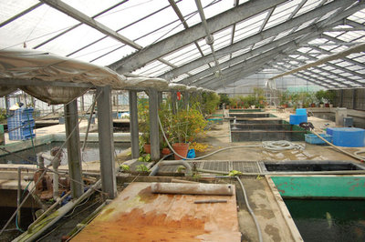 Okawa04.JPG