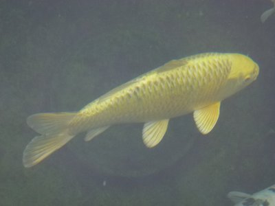 Yamabuki 2.JPG