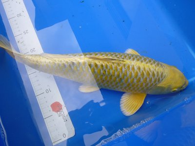 Yamabuki gelb_silber.JPG