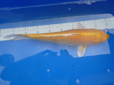 Yamabuki goldgelb.JPG