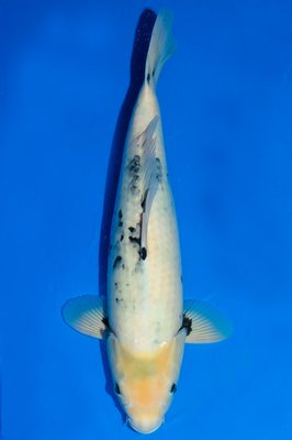 ShiroUtsuri-3-F-48cm-B-5Q0210TC-DSC_5822.jpg
