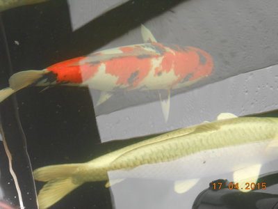 DSCN0566.JPG