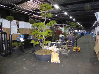 Bonsai00691.jpg
