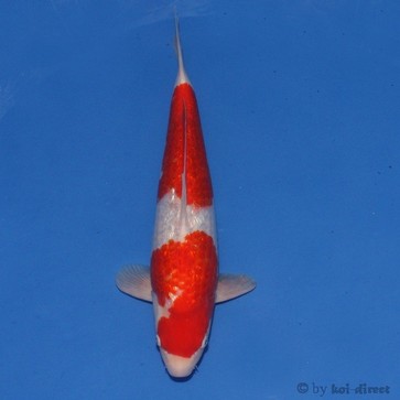 Ginrin Kohaku.jpg