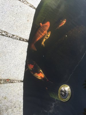 koi-002.jpg