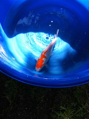 Mai-2015-Kohaku-doits-weiblich.jpg
