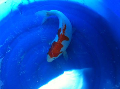 Mai-2015-Kohaku-doits-weiblich2.jpg