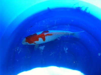 Mai-2015-Kohaku-doits-weiblich3.jpg