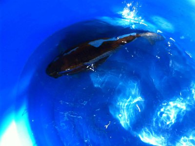 Mai-2015-Ochiba-doits-weiblich2.jpg