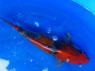 Mai-2015-Goshiki3.jpg