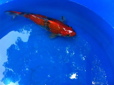 Mai-2015-Goshiki1.jpg