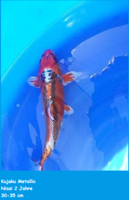 koi.PNG