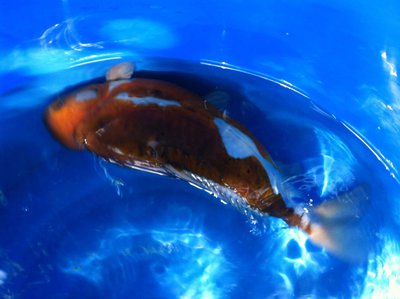 Mai-2014-Ochiba-doits-weiblich3.jpg