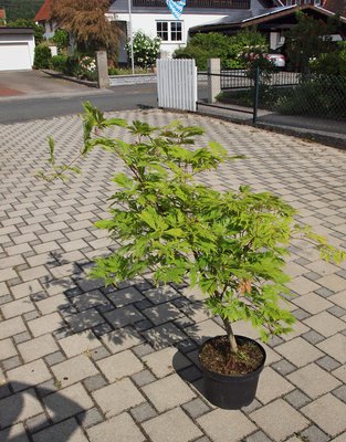 P1014747.JPG