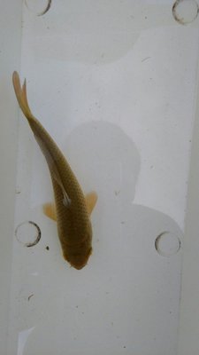 Koi-Flosse.jpg