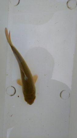 Koi-Flosse.jpg