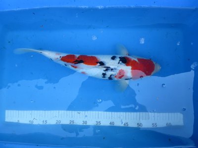 tn_Sanke 52cm.JPG