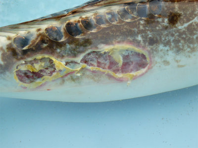 WundeP1000817.jpg