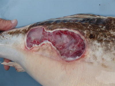WundeP1010021.jpg