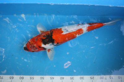 Showa 3.jpg