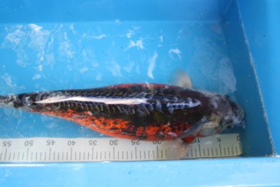Jumbo Shusui.jpg