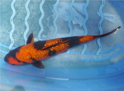 Hi Utsuri 8.2015 Suda 41cm (1) - Kopie.JPG
