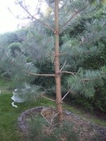 armer_baum1_645.jpg
