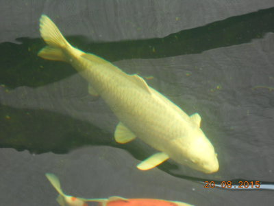 DSCN0871.JPG
