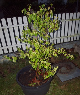 P1015117.JPG