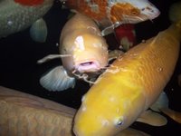 koi bauer2.jpg