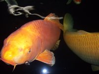 koi bauer3.jpg