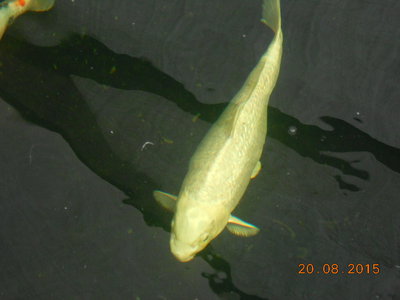 DSCN0870.JPG