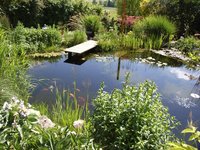 tn_Gartenteich Juni 2009 (8).jpg