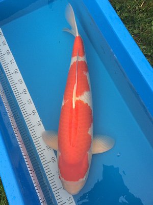 Kohaku Mann1.JPG