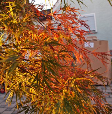 P1015831.JPG