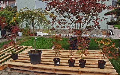 P1015907.JPG