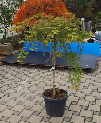 P1015910.JPG