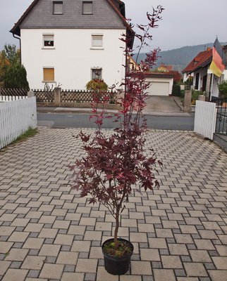 P1015965.JPG