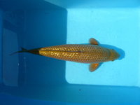 Ginrin chagoi.jpg