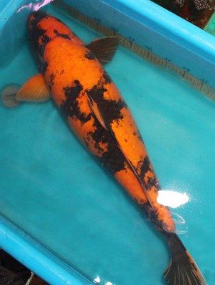 2810_0017.jpg