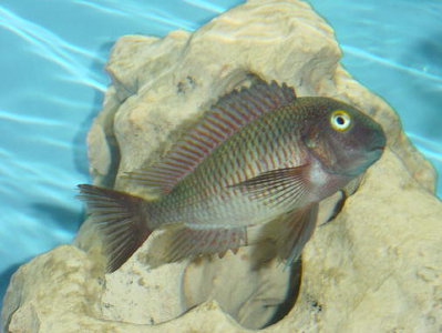 Männchen.jpg
