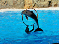 delfin.jpg