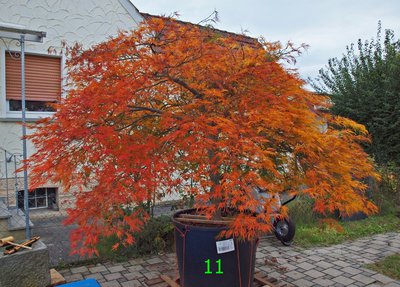 P1015887.JPG